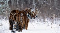 Tiger in Snow3881013871 200x110 - Tiger in Snow - Tiger, Snow, Charge!